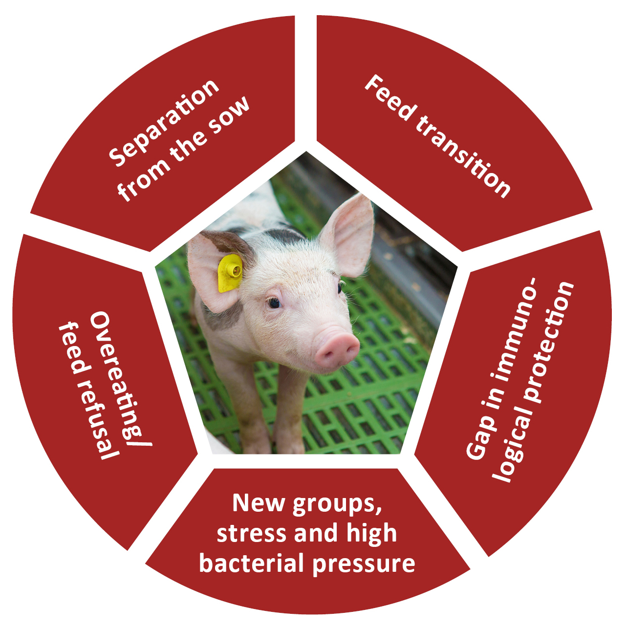 Intestinal health in weaning piglets