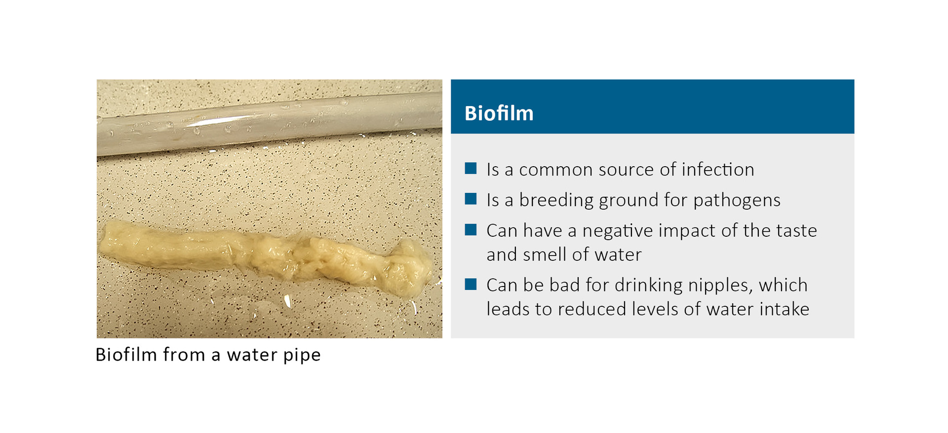 Biofilme