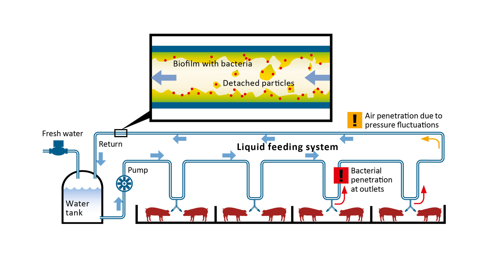 Formation of biofilm in water ring mains