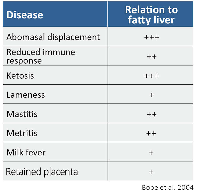 Connection between fatty liver and secondary diseases in dairy cows