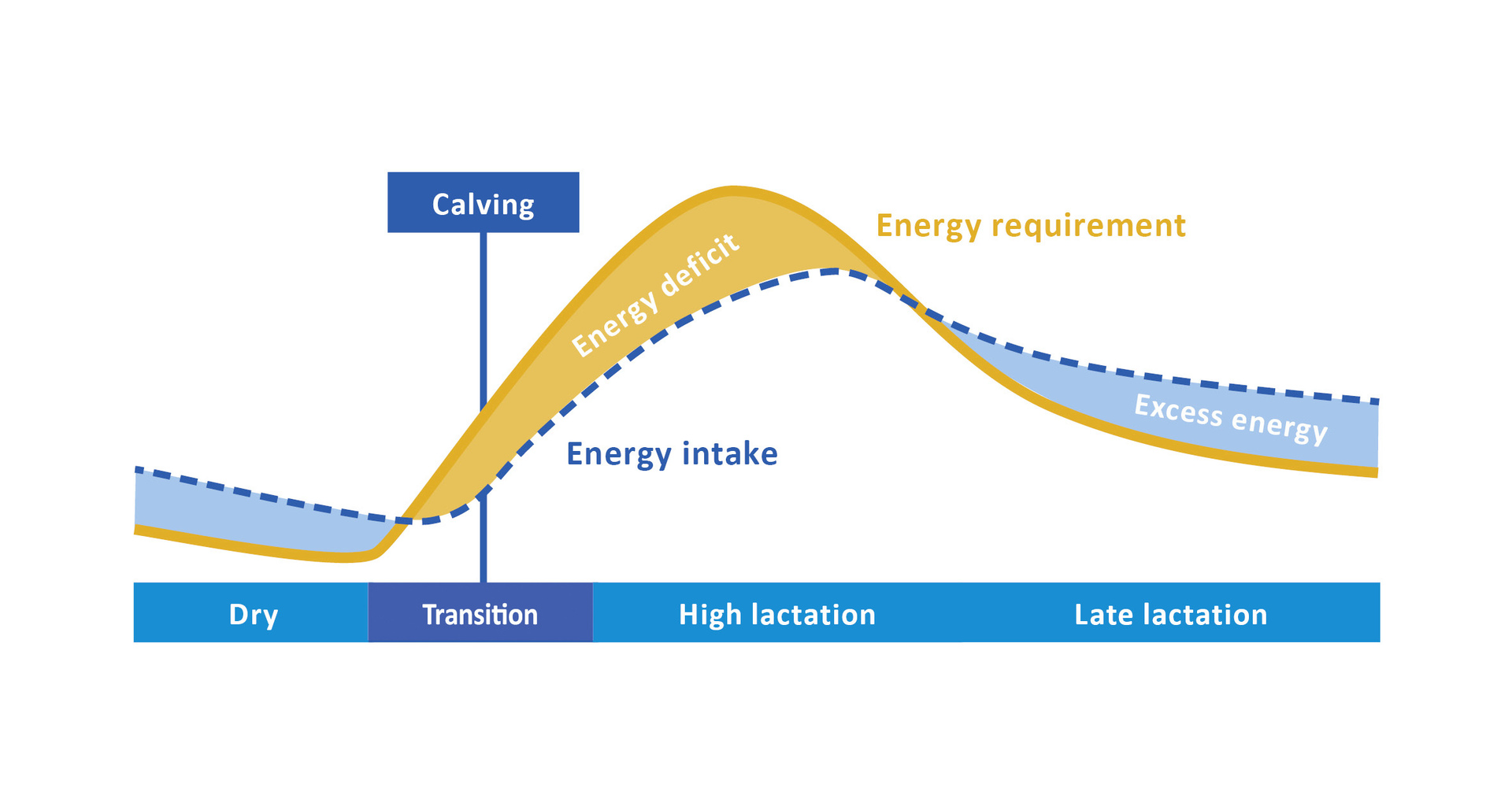 Energy demand and energy intake during lactation