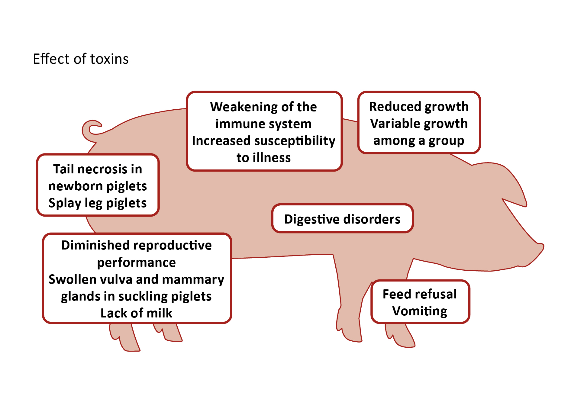 Effects of toxins on pigs