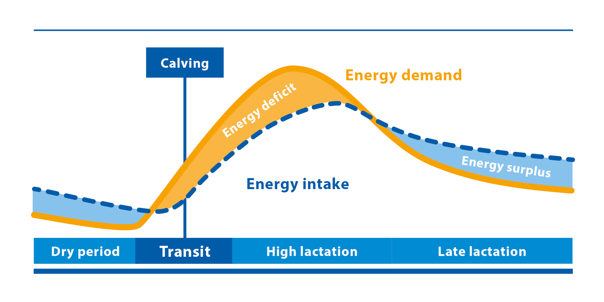 energy demand of a dairy cow