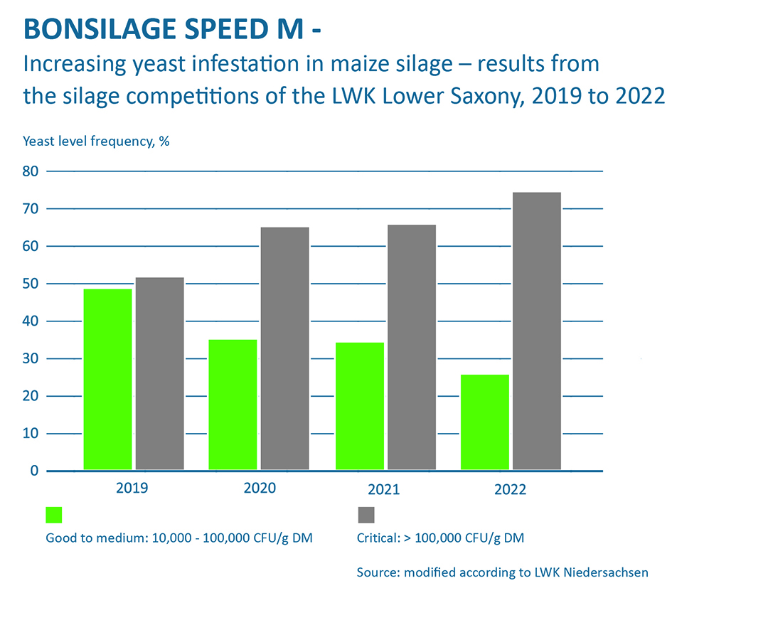 Growing presence of yeast in maize silage