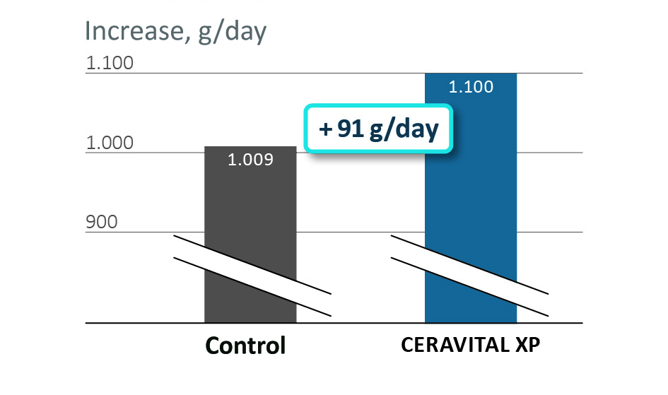 Higher gains in calf rearing with CERAVITAL XP