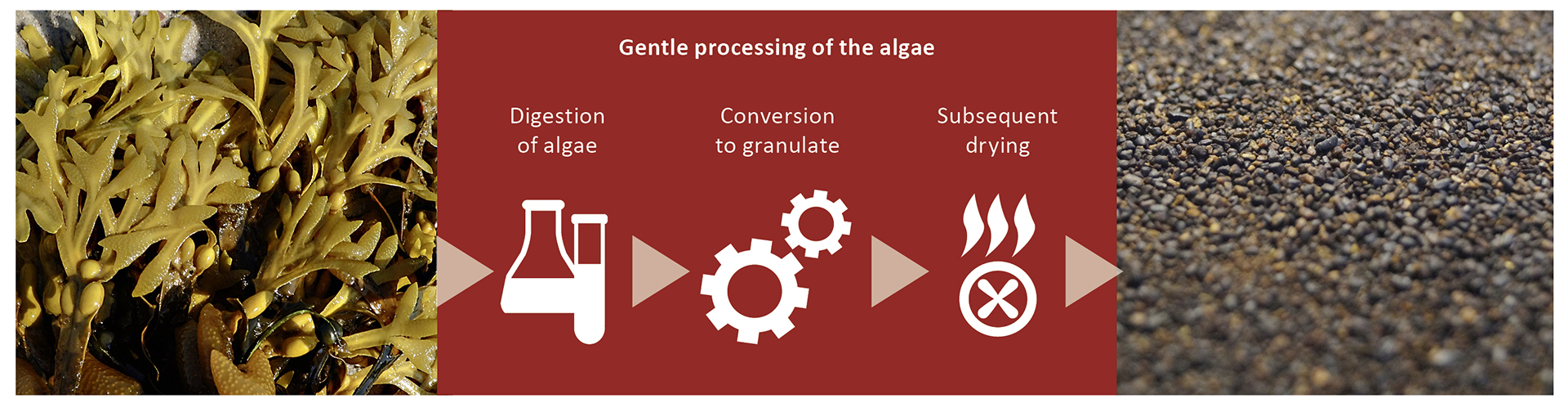 From brown algae to fi nished products: The origin of CERAGEL