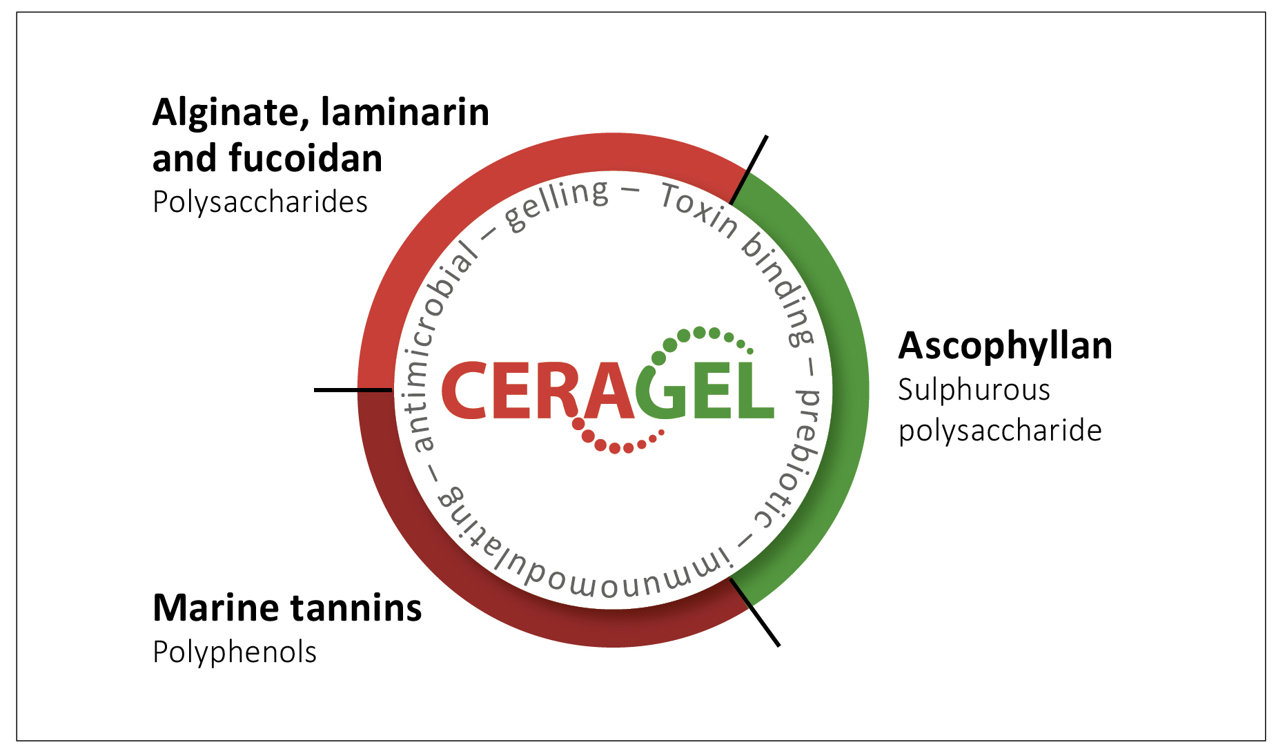 Fig. 3: Active ingredients and effect of CERAGEL