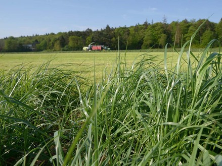 Grassilierung