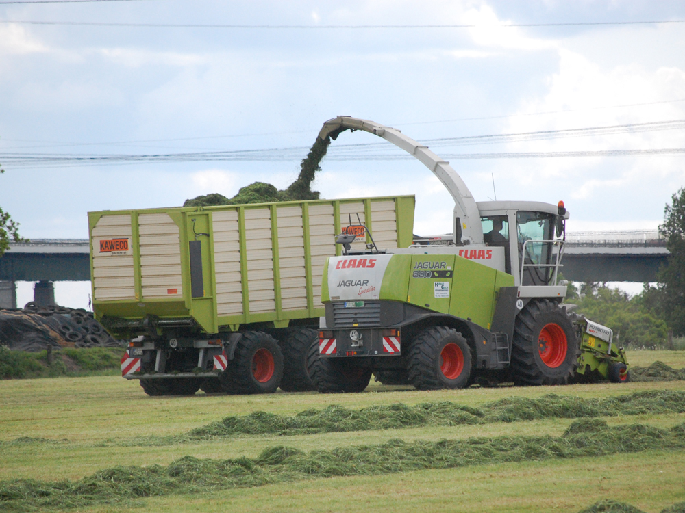 choppin grass silage